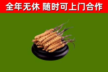 崇州回收散虫草