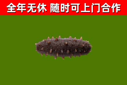崇州烟酒回收干海参.jpg